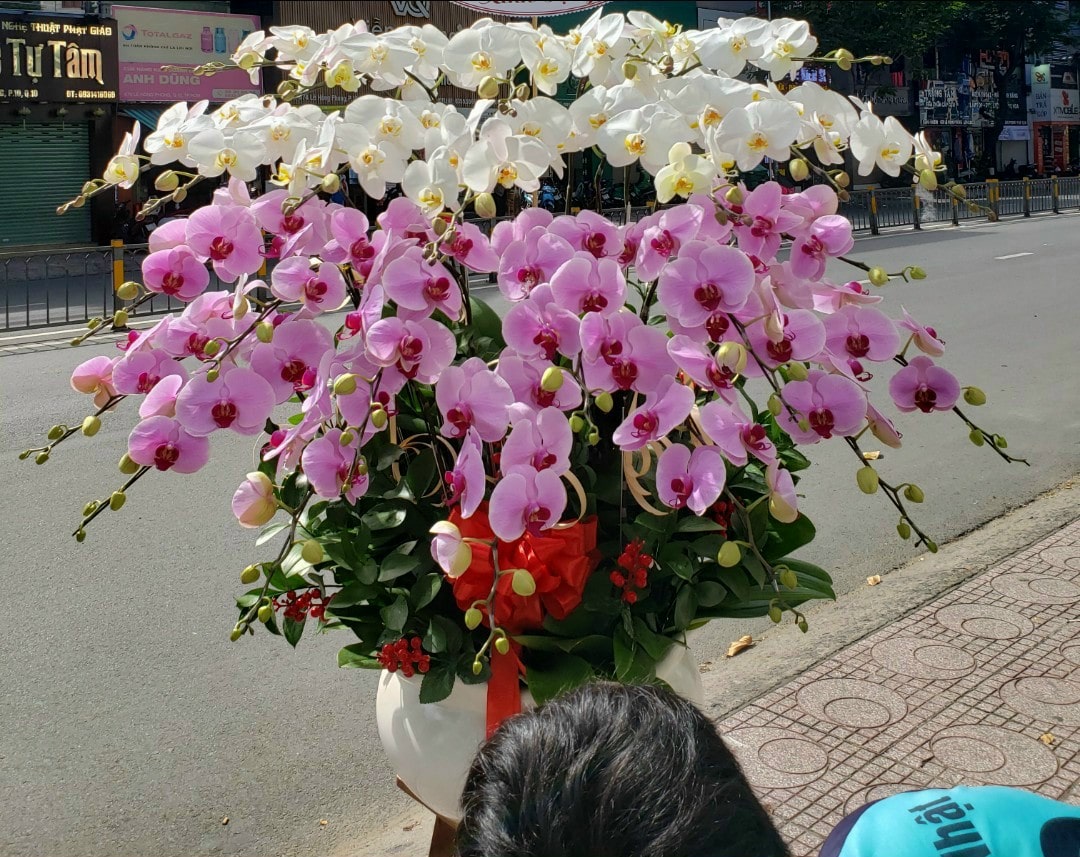 Hoa lan hồ điệp trắng tím