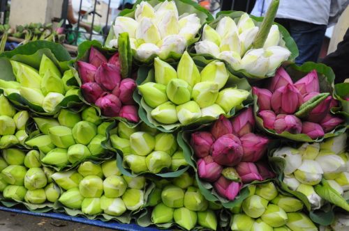 shop bán hoa sen ở tphcm