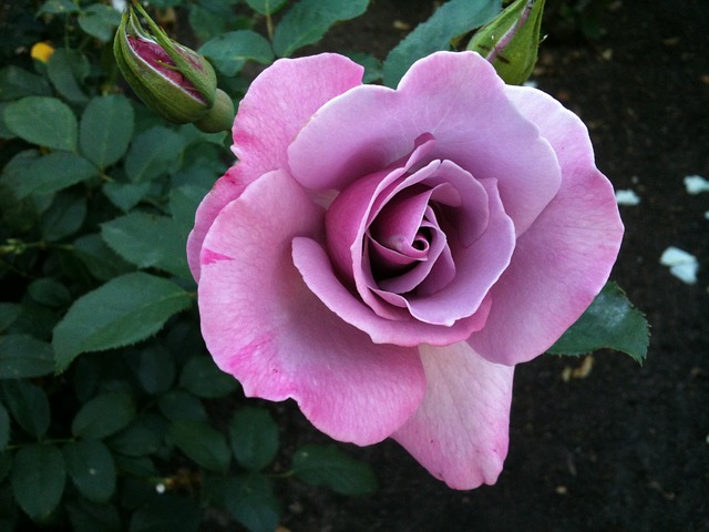 bông hoa hồng tím