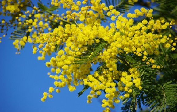 Hoa Mimosa loài hoa mang ý nghĩa của tình yêu và chung thủy
