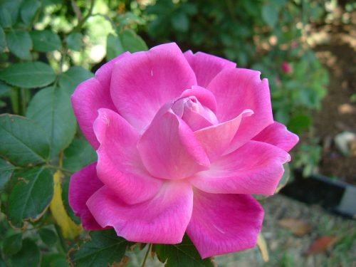 hình ảnh hoa Hoa Rosa rugosa