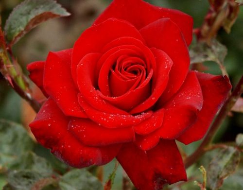 hình ảnh hoa hồng Ingrid Bergman