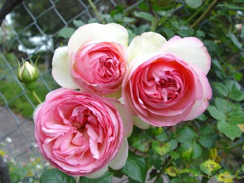 hình ảnh hoa hồng Pierre de Ronsard