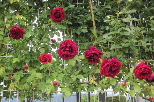 hình ảnh hoa hồng cổ leo hải phòng
