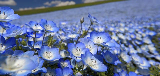 Hoa Lưu Ly - ý nghĩa của hoa Lưu Ly ( Forget me not ) Misshoa Hoa Lưu Ly - Ý Nghĩa Của Hoa Lưu Ly ( Forget Me Not ) Misshoa