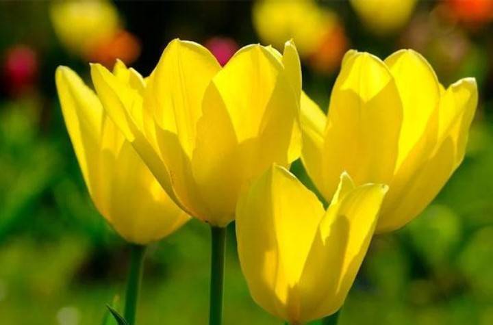 đặc điểm hoa tulip vàng