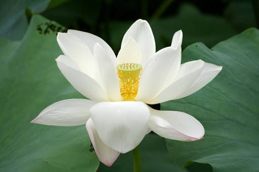 bông hoa sen trắng