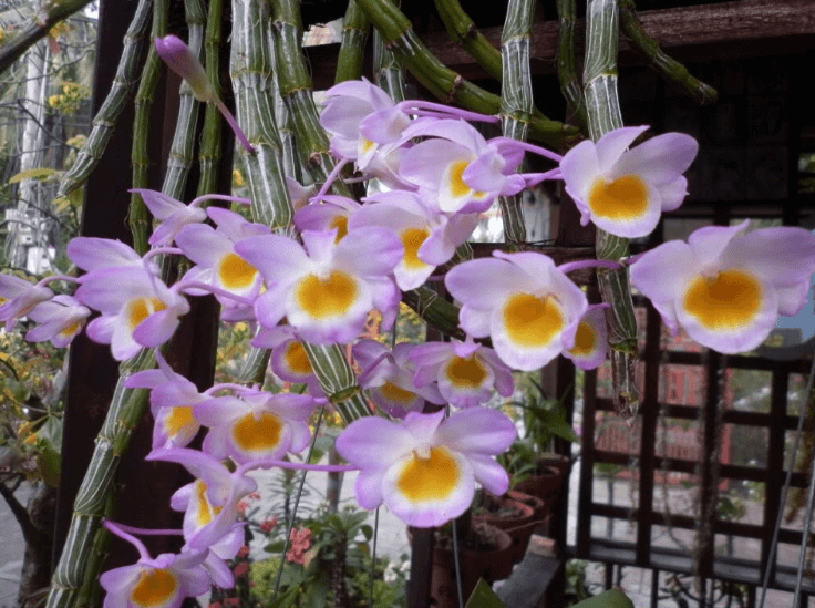 hình ảnh hoa lan hoàng thảo long tu