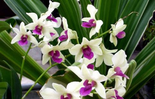 Tìm hiểu Hoa Lan Dendro những ý nghĩa và công dụng của hoa Tìm Hiểu Hoa Lan Dendro Những Ý Nghĩa Và Công Dụng Của Hoa