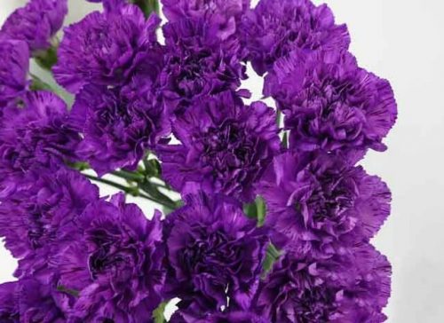 hình ảnh hoa cẩm chướng tím