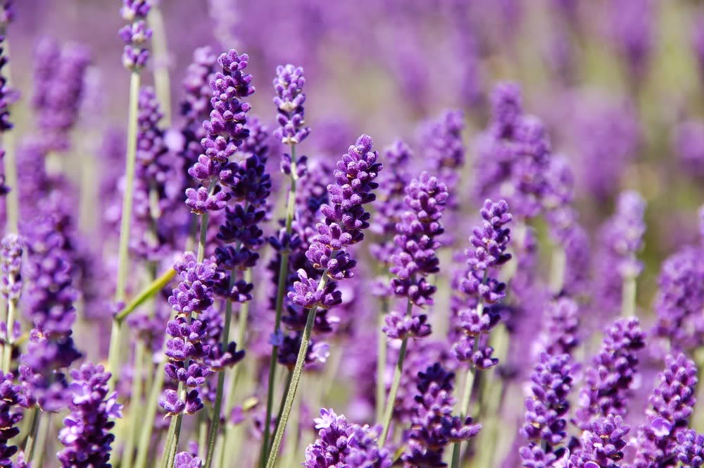 hình ảnh đẹp hoa Lavender