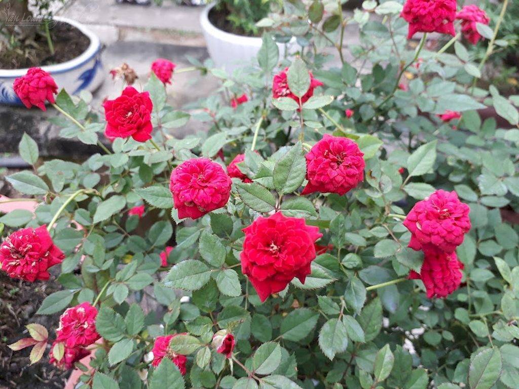 Hoa hồng Tỉ Muội Màu Đỏ