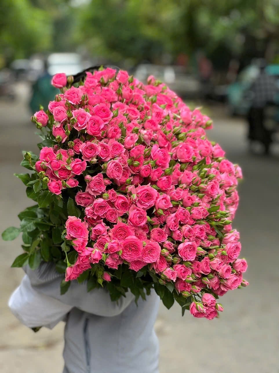 Ý Nghĩa Hoa Hồng Chùm Sophia