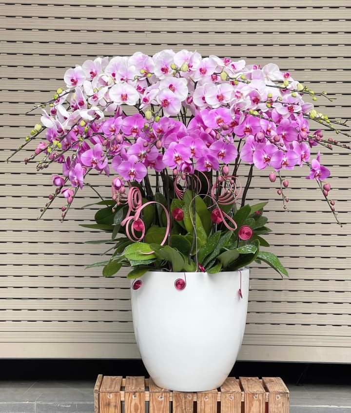 Shop Hoa Lan Hồ Điệp Phường An Tịnh